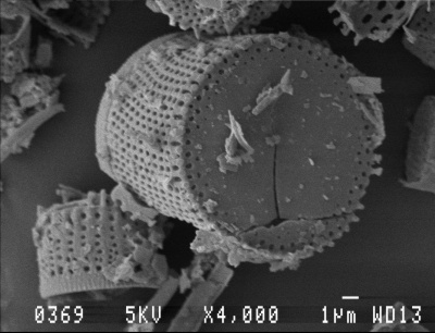 diatomite microscopic material